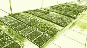 Seedlings